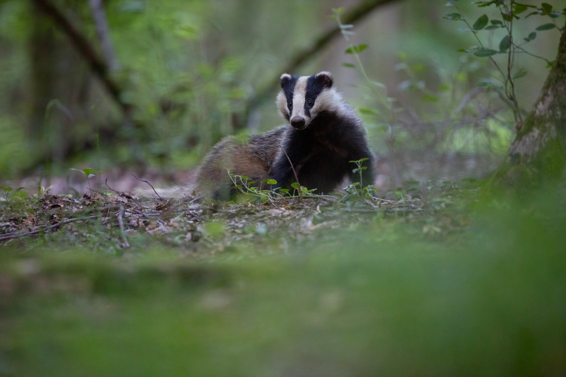 Download Animal Badger HD Wallpaper