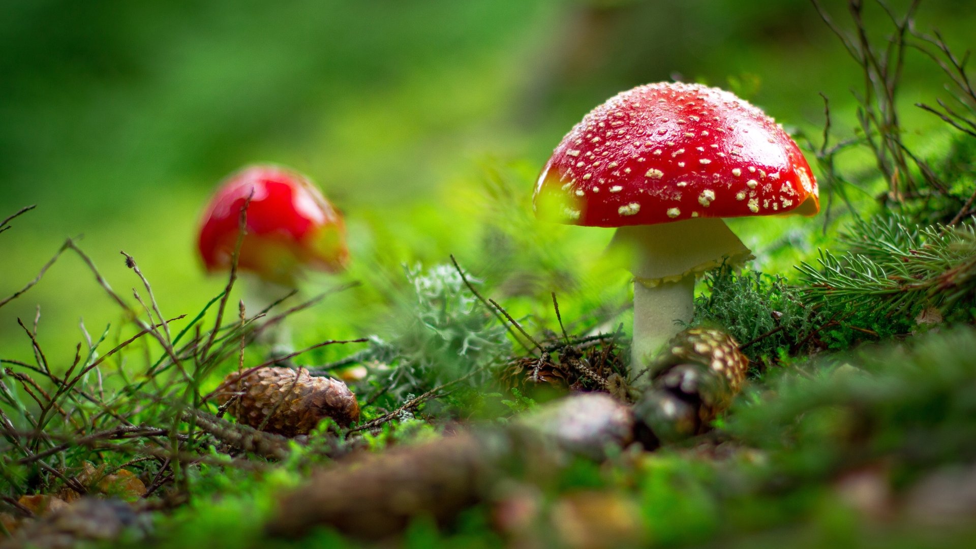 Download Pine Cone Fly Agaric Nature Mushroom 4k Ultra HD Wallpaper