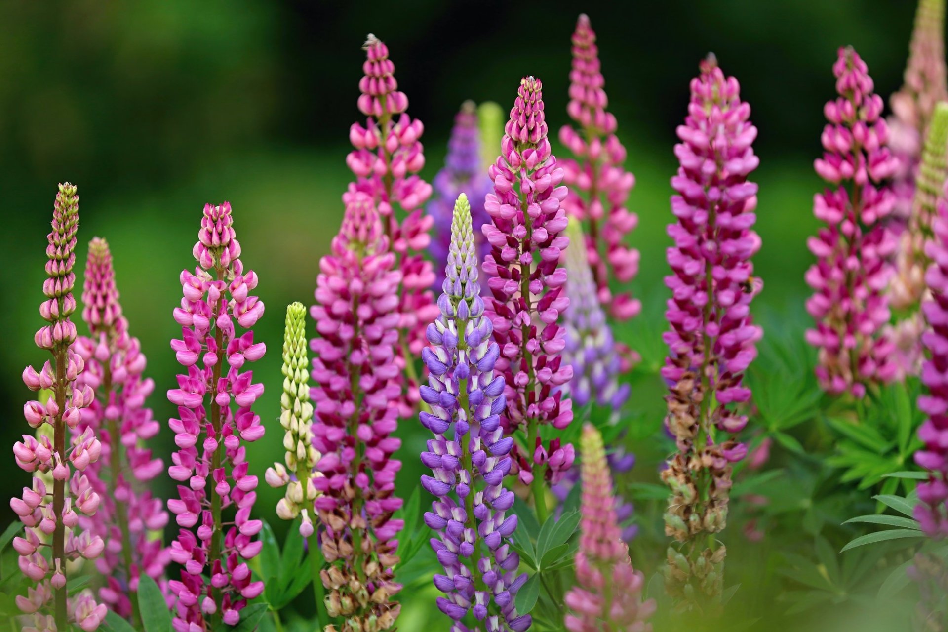 Download Flower Nature Lupine HD Wallpaper