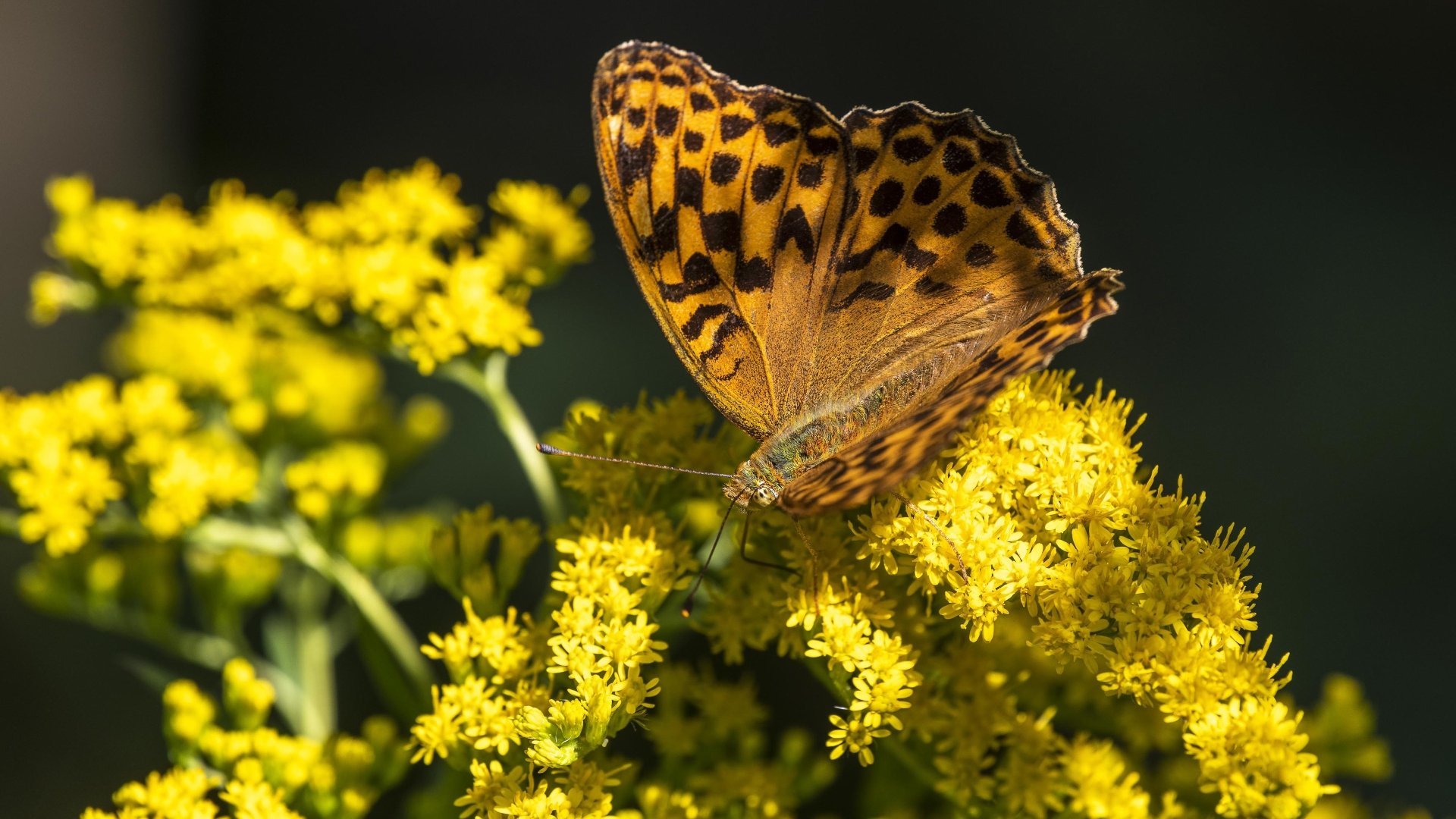 Butterfly 4k Ultra HD Wallpaper