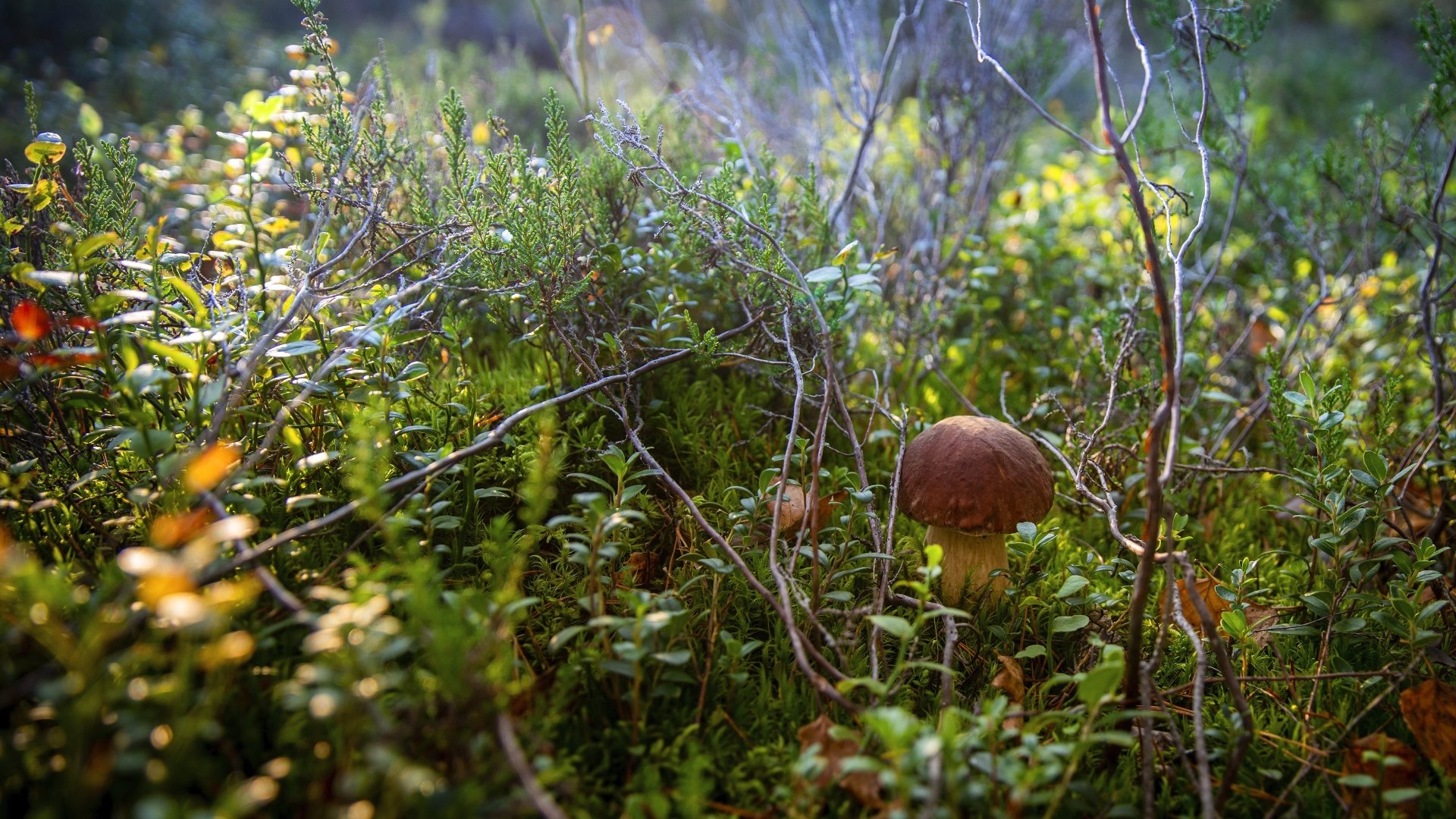 4K Ultra HD PC desktop wallpaper: a lone brown mushroom nestled in a sunlit nature thicket of moss, small shrubs and twigs.