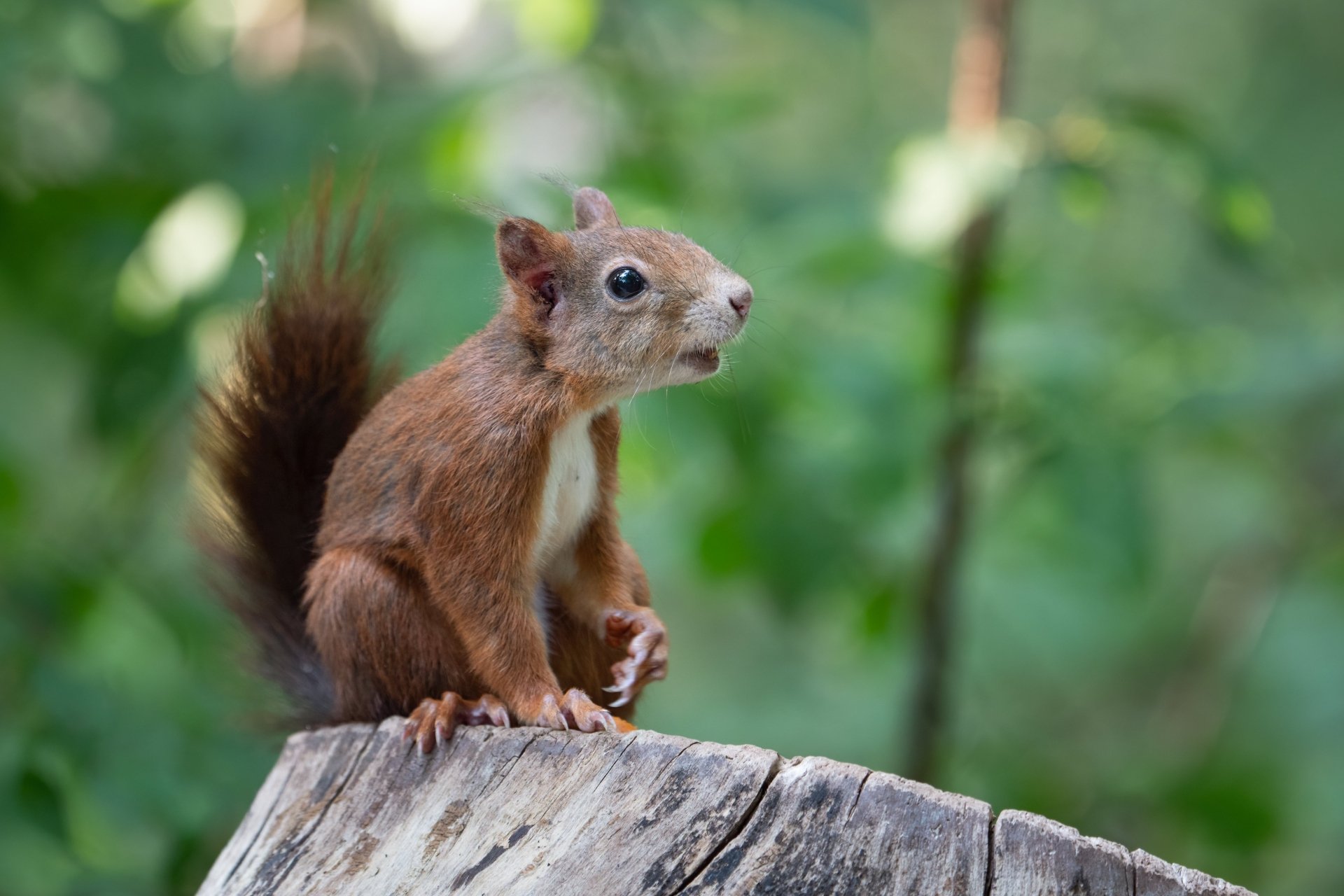 Download Rodent Stump Animal Squirrel 4k Ultra HD Wallpaper