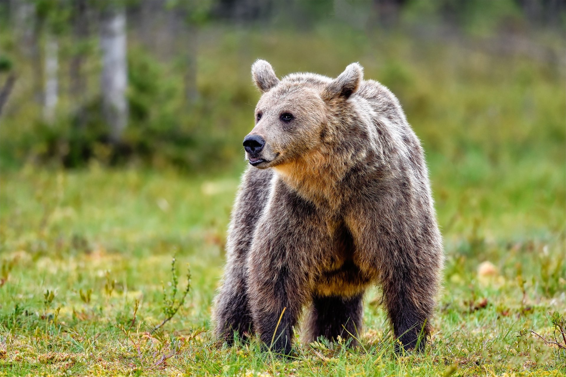 Animal Bear HD Wallpaper