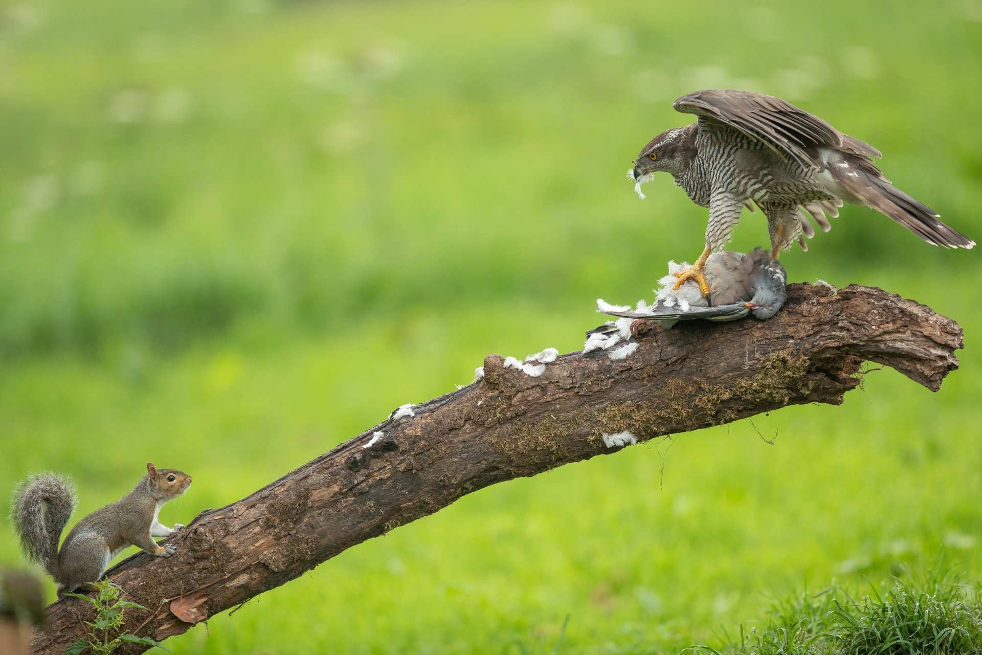 Download Log Squirrel Animal Falcon 4k Ultra HD Wallpaper
