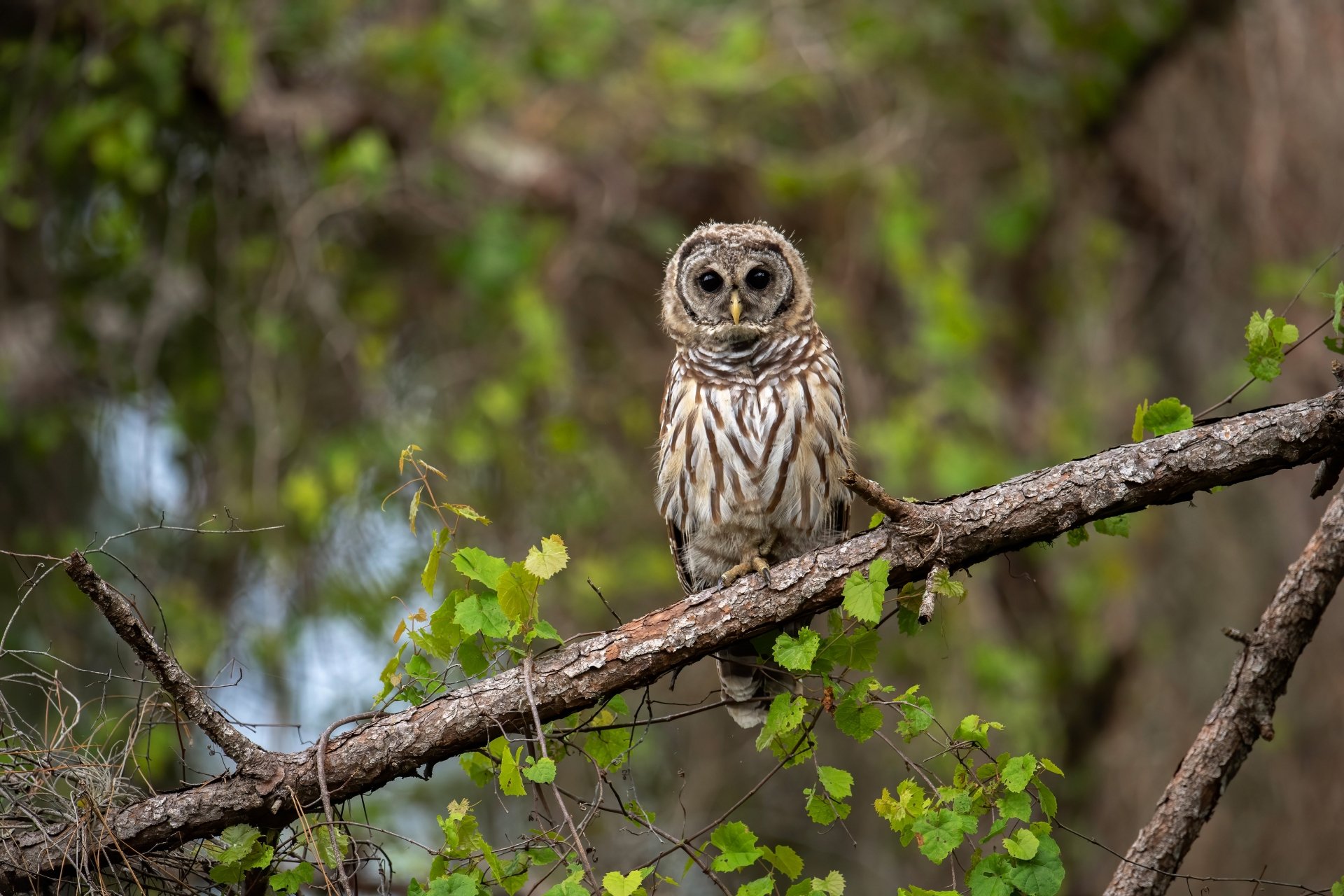 Download Branch Bird Animal Owl 4k Ultra HD Wallpaper