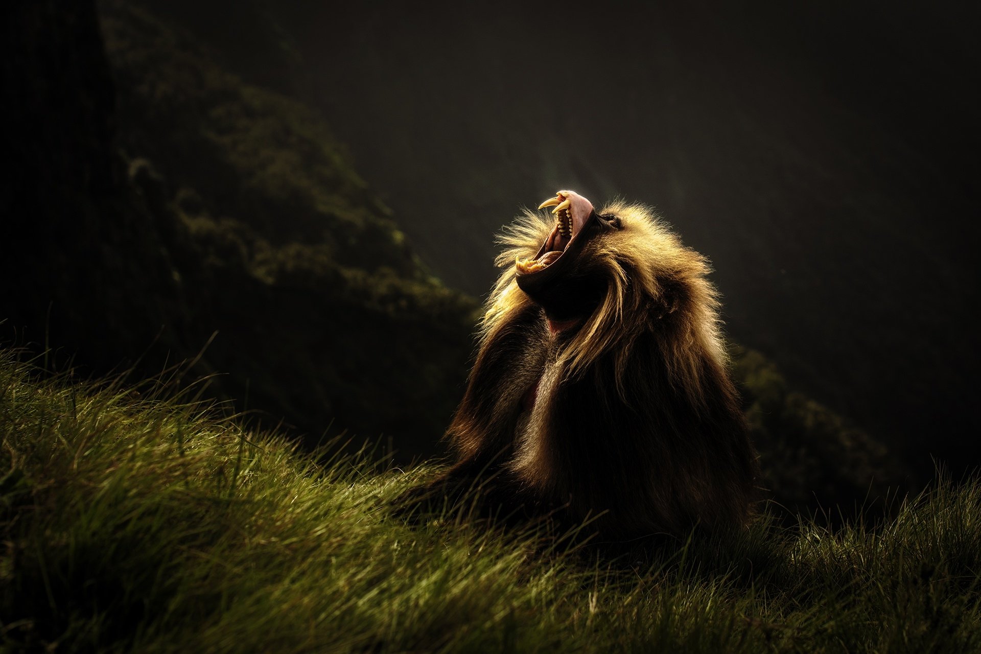 Download Baboon Monkey Animal Gelada HD Wallpaper