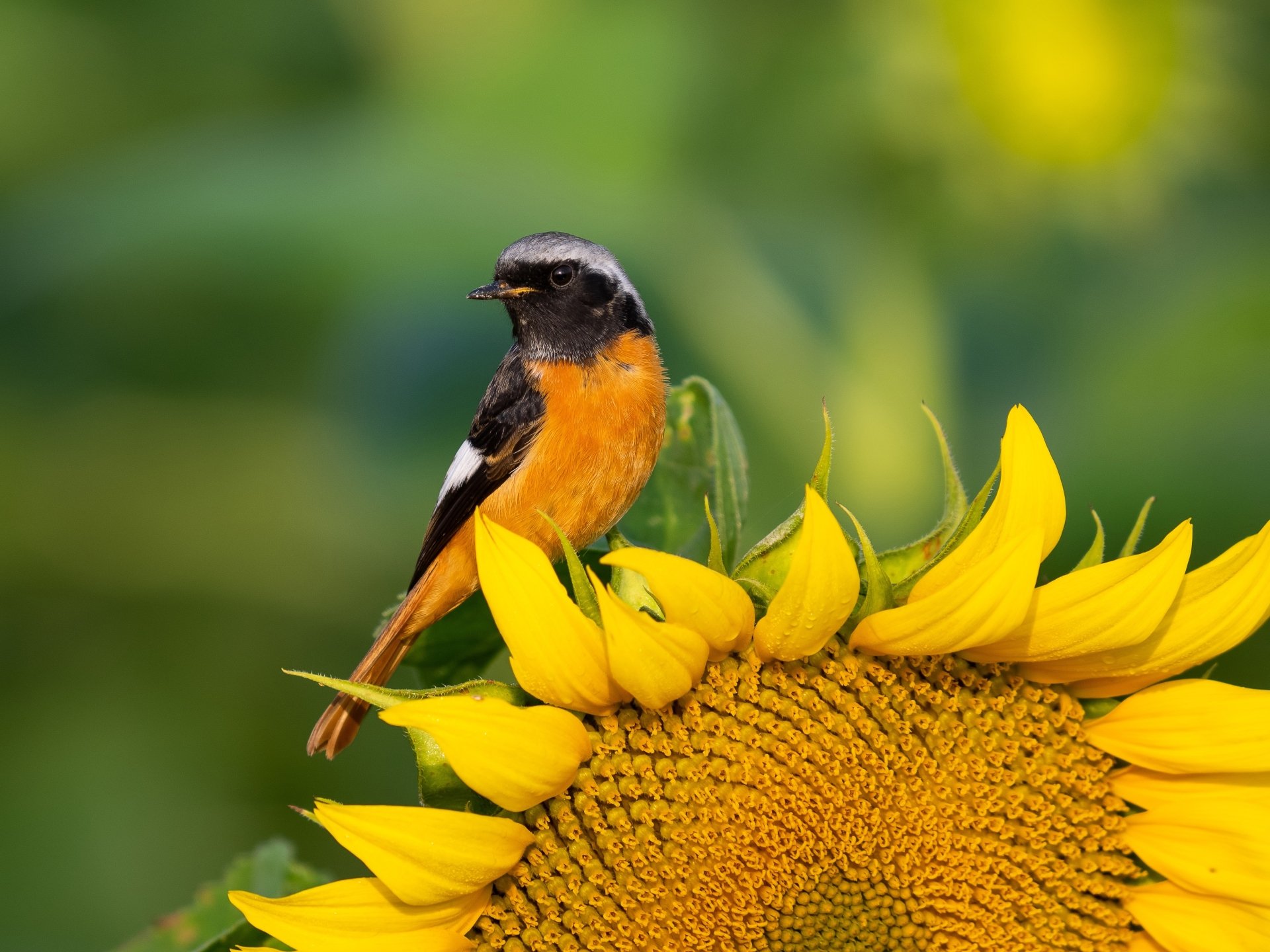 Download Sunflower Bird Animal Redstart 4k Ultra HD Wallpaper