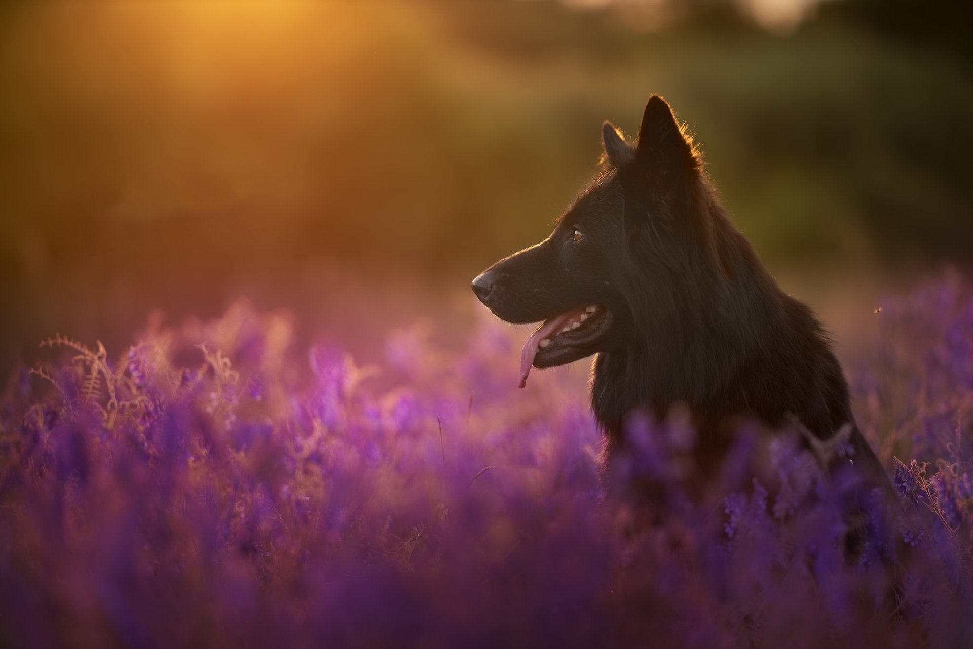 Download Depth Of Field Flower Animal Dog HD Wallpaper | 2048x1367 ...