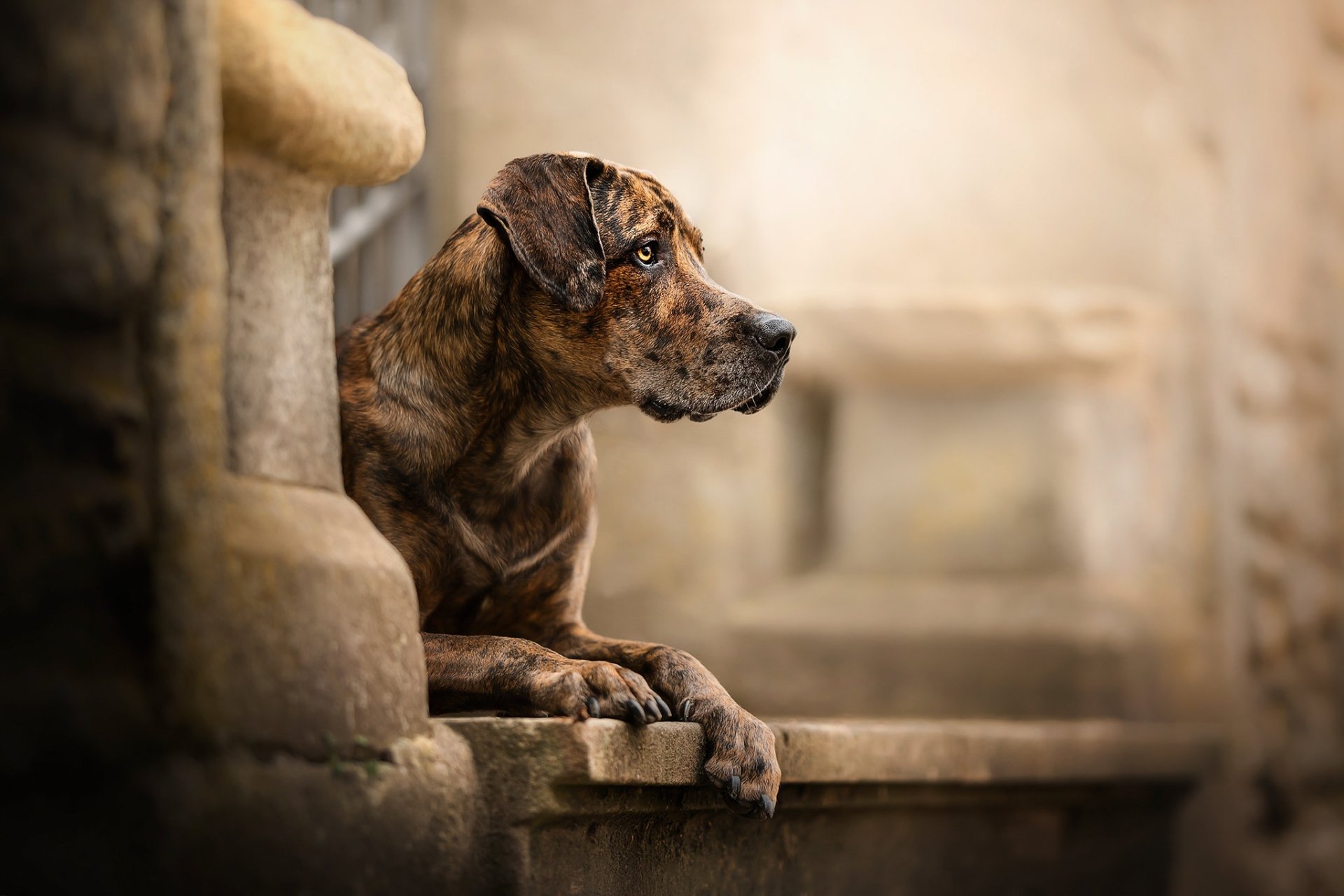 Download Animal Dog HD Wallpaper | 2048x1365 | Wallpaper Abyss