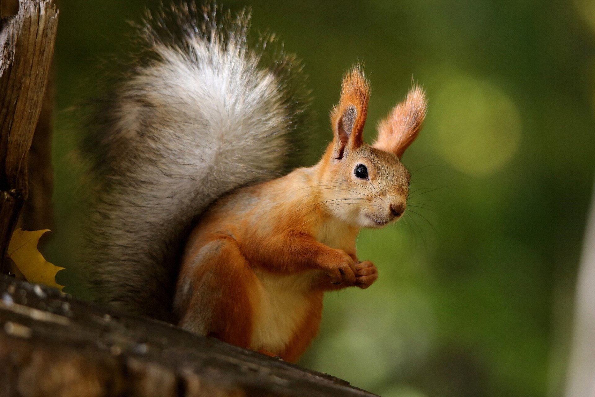 Download Rodent Animal Squirrel HD Wallpaper