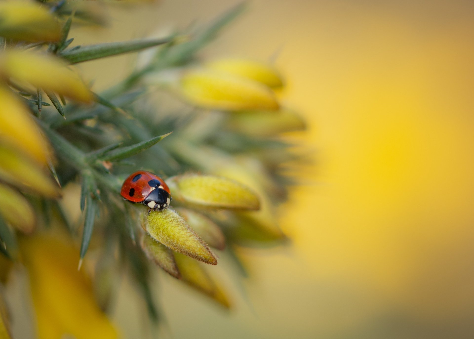 Download Macro Insect Animal Ladybug HD Wallpaper