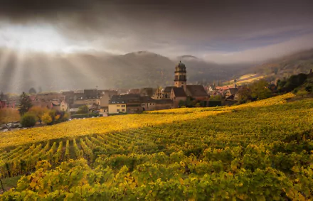 France Alsace man made vineyard HD Desktop Wallpaper | Background Image
