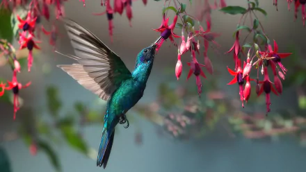 A vibrant hummingbird feeding from bright fuchsia flowers, captured in stunning detail as a 4K Ultra HD PC desktop wallpaper.