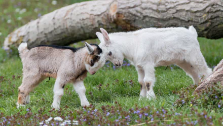 Two playful baby pygmy goats headbutting on green grass with a large fallen tree in the background; a charming HD animal desktop wallpaper and background.