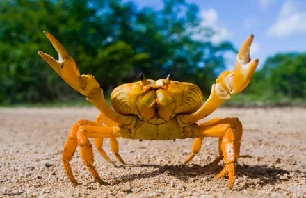 Animal crab HD Desktop Wallpaper | Background Image