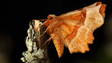 Animal moth HD Desktop Wallpaper | Background Image