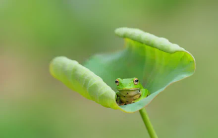amphibian Animal frog HD Desktop Wallpaper | Background Image