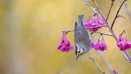  Taiwan Yuhina (yuhina brunneiceps)