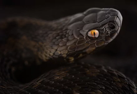 Animal snake HD Desktop Wallpaper | Background Image