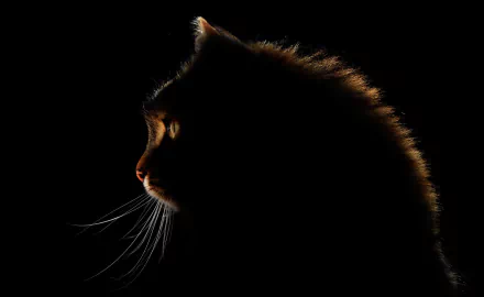 profile Animal cat HD Desktop Wallpaper | Background Image