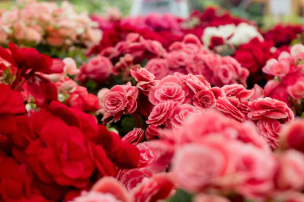 begonia nature flower HD Desktop Wallpaper | Background Image