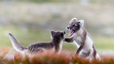 Animal arctic fox HD Desktop Wallpaper | Background Image