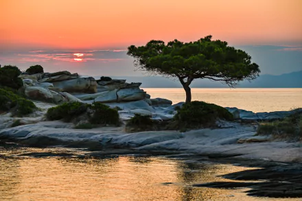 5K Ultra HD PC desktop wallpaper: lone pine on a rocky shore at sunset, tranquil sea and warm sky, a serene nature scene.