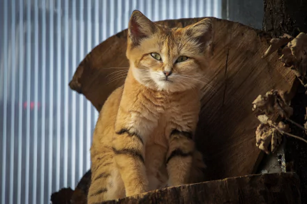  The sand cat, also known as the sand dune cat