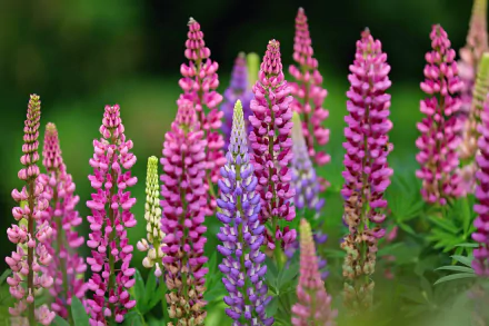 flower nature lupine HD Desktop Wallpaper | Background Image