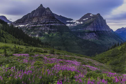 spruce fireweed meadow alps flower nature mountain HD Desktop Wallpaper | Background Image