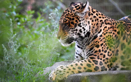 profile muzzle Animal jaguar HD Desktop Wallpaper | Background Image