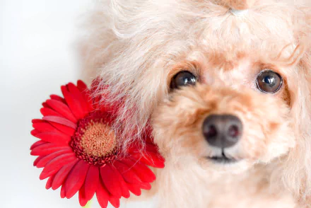 flower dog gerbera Animal poodle HD Desktop Wallpaper | Background Image