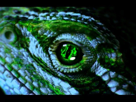 Close-up HD desktop wallpaper of a lizard's textured green scales and detailed eye, showcasing intricate patterns and vivid colors in sharp focus.