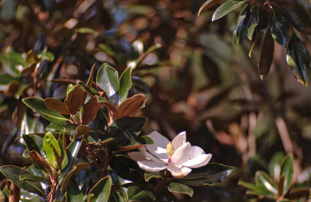  Magnolia grandiflora, commonly known as the Southern Magnolia or Bull Bay