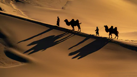 Silhouetted camel caravan and people traversing golden desert dunes, long shadows stretching — photographic HD PC desktop wallpaper/background.