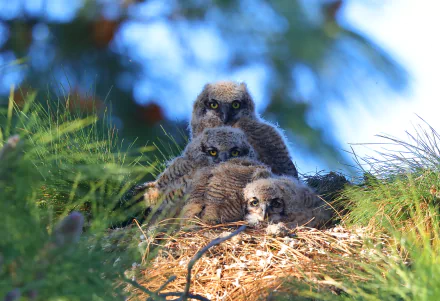 owlet nest bird Animal owl HD Desktop Wallpaper | Background Image