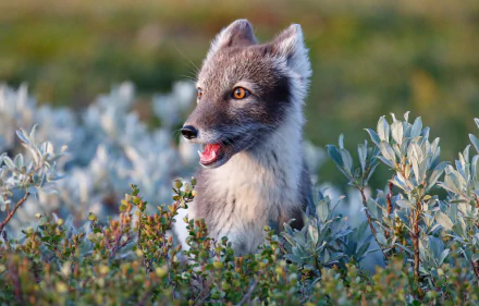 Animal arctic fox HD Desktop Wallpaper | Background Image
