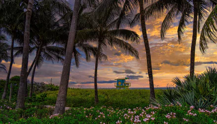 View of Miami Beach through Forest