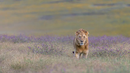 savanna Animal lion HD Desktop Wallpaper | Background Image