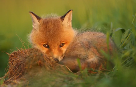 Fox cub (Animal) curled in a grassy field at golden hour — HD PC desktop wallpaper and background.