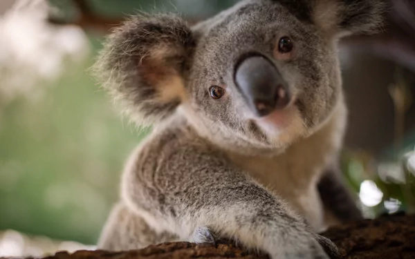 Animal koala HD Desktop Wallpaper | Background Image