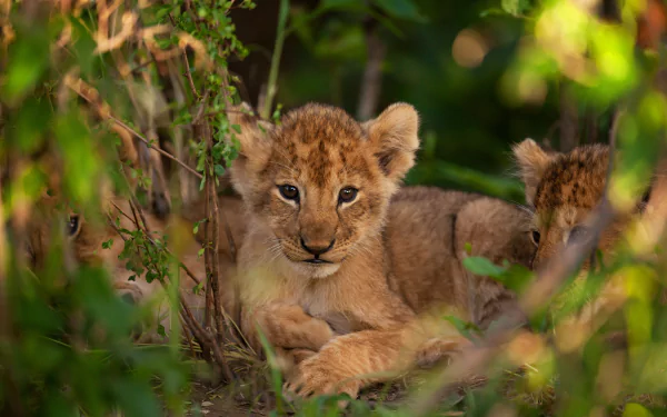 A close-up of a lion cub resting among green foliage, captured in vibrant detail for a 4K Ultra HD PC desktop wallpaper.