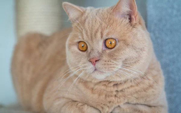 Animal British Shorthair HD Desktop Wallpaper | Background Image