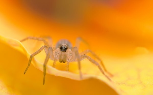 Animal Spider Spiders Insect Macro HD Wallpaper | Background Image
