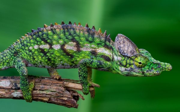 Animal Chameleon Reptiles Reptile HD Wallpaper | Background Image