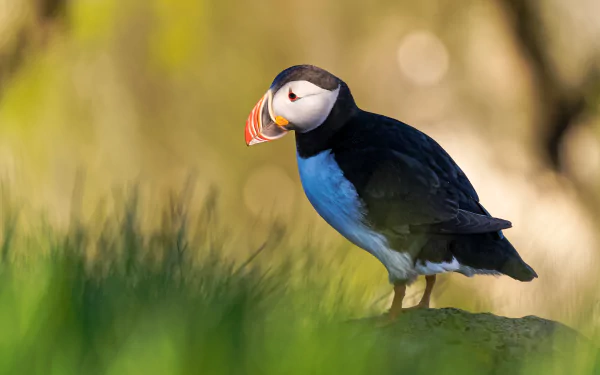 A vibrant puffin bird standing on grass, captured in stunning detail as a 4K Ultra HD PC desktop wallpaper and background.
