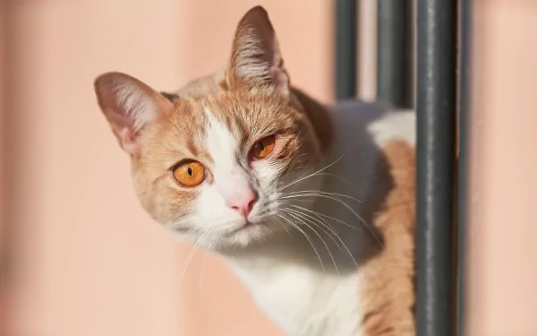 8K Ultra HD close-up of an orange and white cat peeking around a corner, captured in sharp detail for PC desktop wallpaper and background.