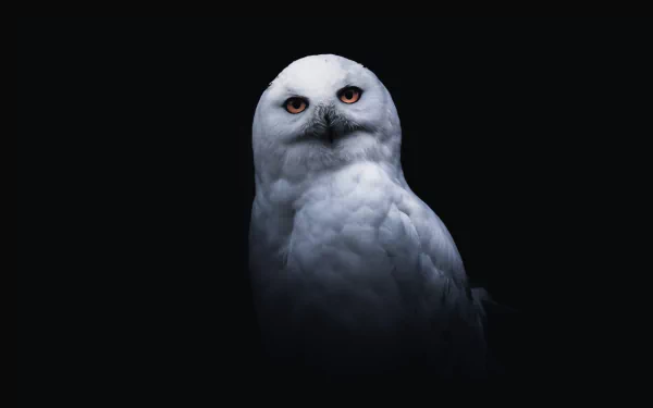 Snowy owl (owl, bird, animal) lit against a black backdrop — high-detail 5K Ultra HD PC desktop wallpaper and background.