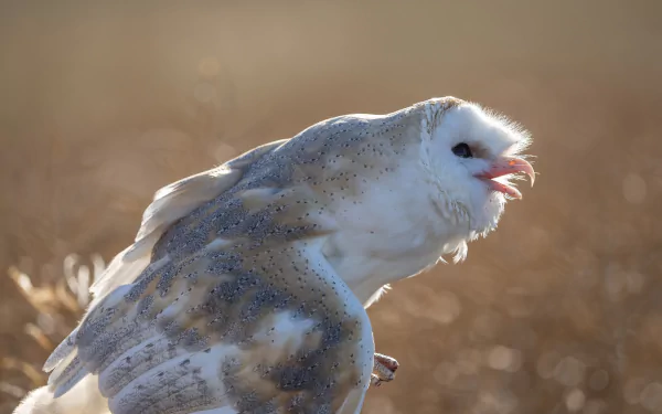 bird owl Animal barn owl HD Desktop Wallpaper | Background Image