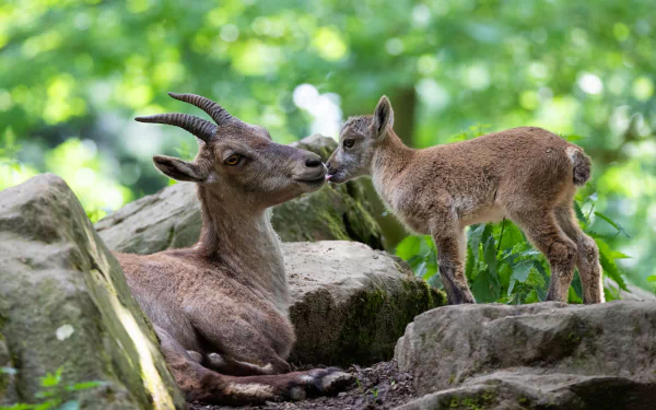 A tender moment between an adult goat and its kid amidst rocks and greenery, captured in vibrant 4K Ultra HD for a stunning PC desktop wallpaper.